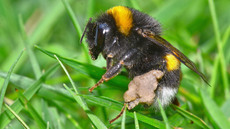 Dunkle_Erdhummel (3).jpg